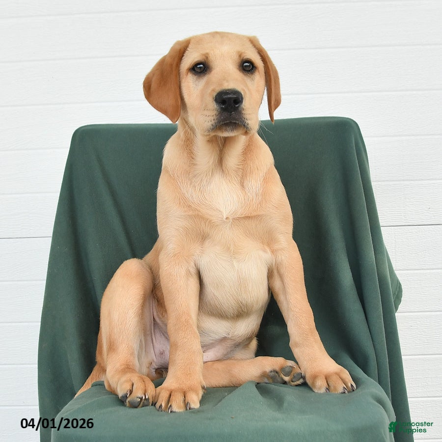 Labrador Retriever dogs Glory - Ad 1