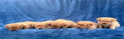 Labrador Retriever dogs for sale: Male #5 aka fifth born pup - Ad 4