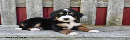 Bernedoodle dogs for sale: Sandy - Ad 3