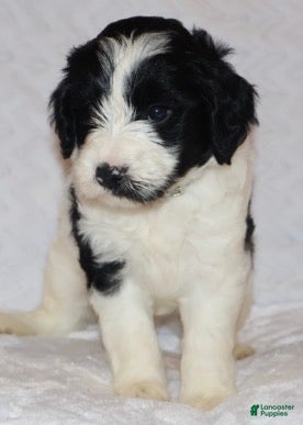 Mini Goldendoodle dogs Reagan  - Ad 2