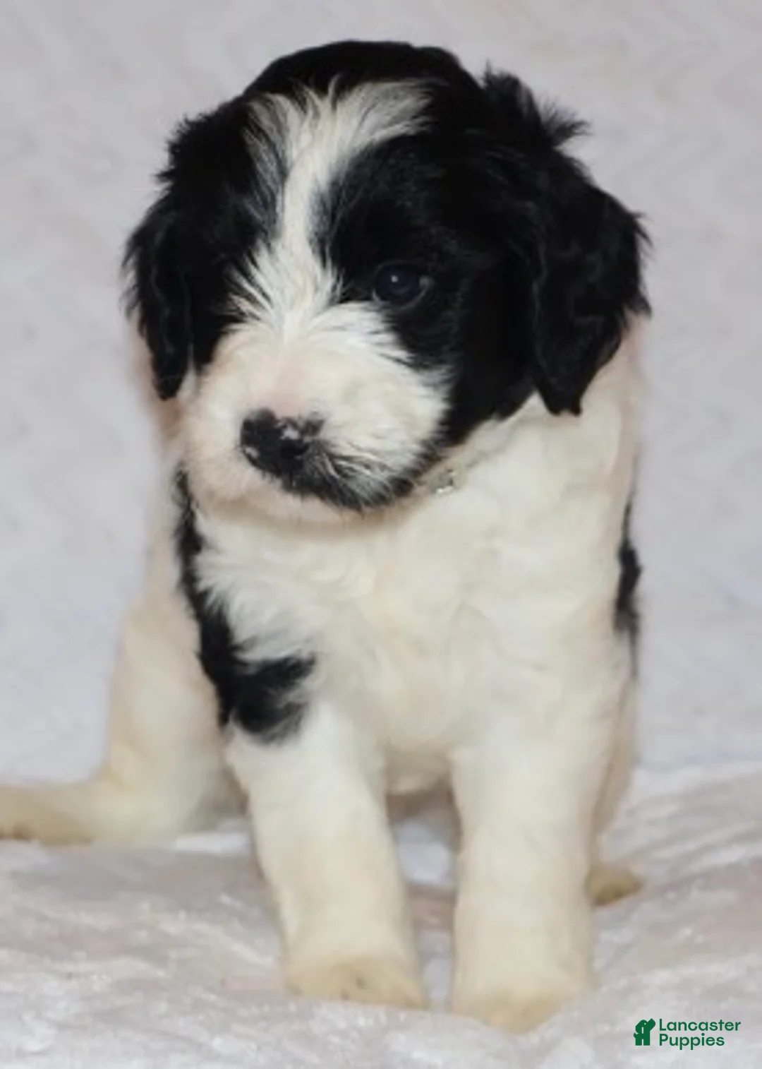 Mini Goldendoodle dogs for sale: Reagan  - Ad 2