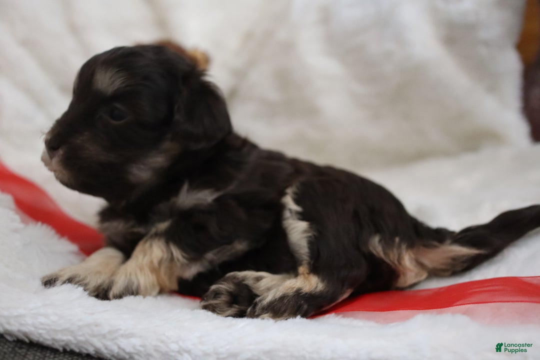 Havanese dogs for sale: Hershey Kiss - Ad 4
