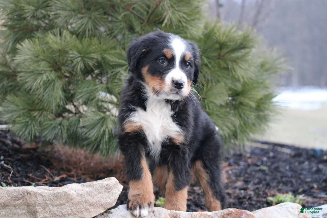 Bernese Mountain Dog dogs for sale: Bernese Mountain Dog Puppy 3 - Ad 1