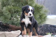 Bernese Mountain Dog Puppy 3