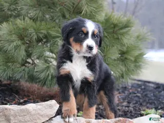 Bernese Mountain Dog dogs Bernese Mountain Dog Puppy 3 - Ad 10