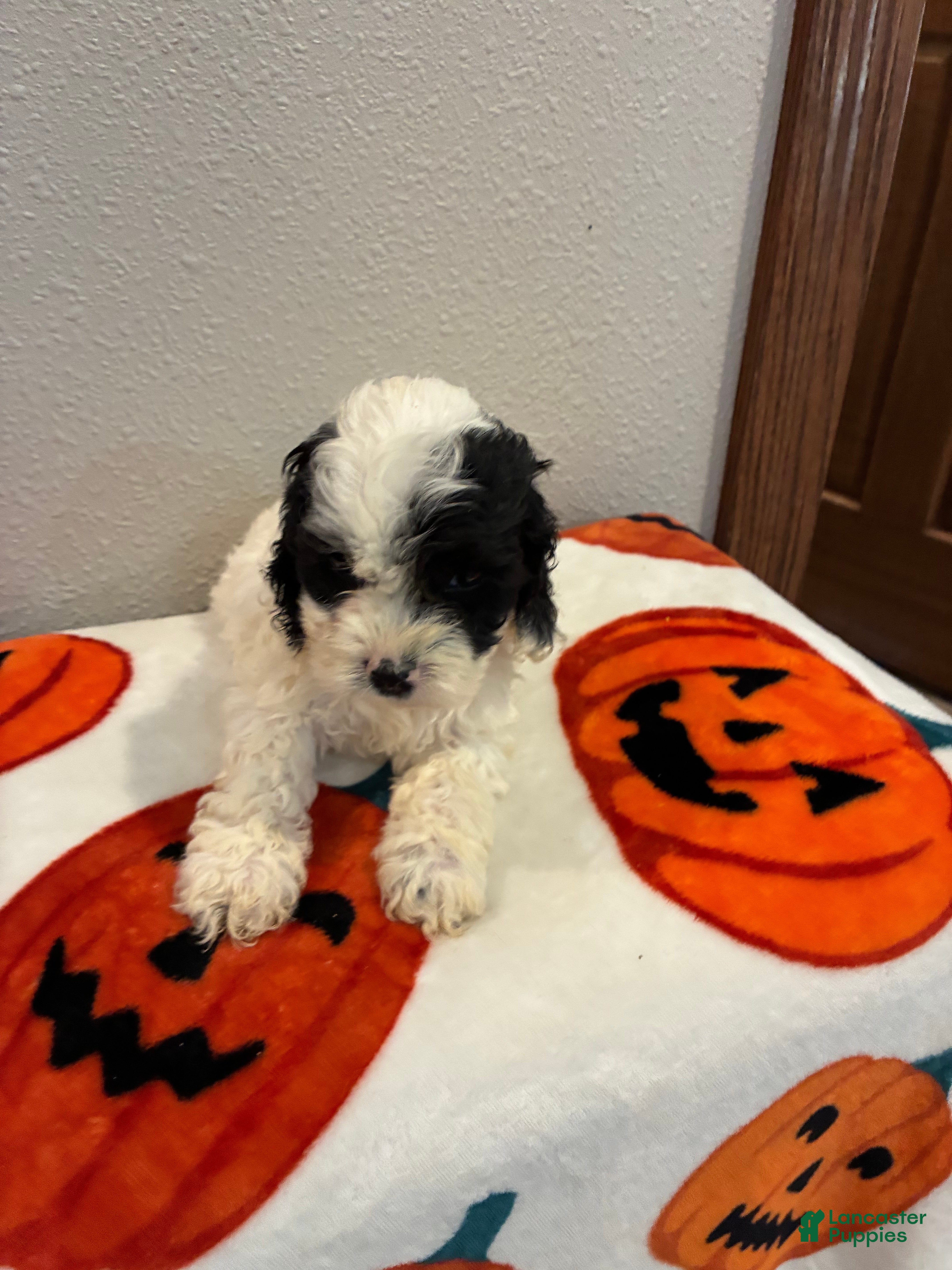 Cockapoo dogs Boy 1 - Ad 2
