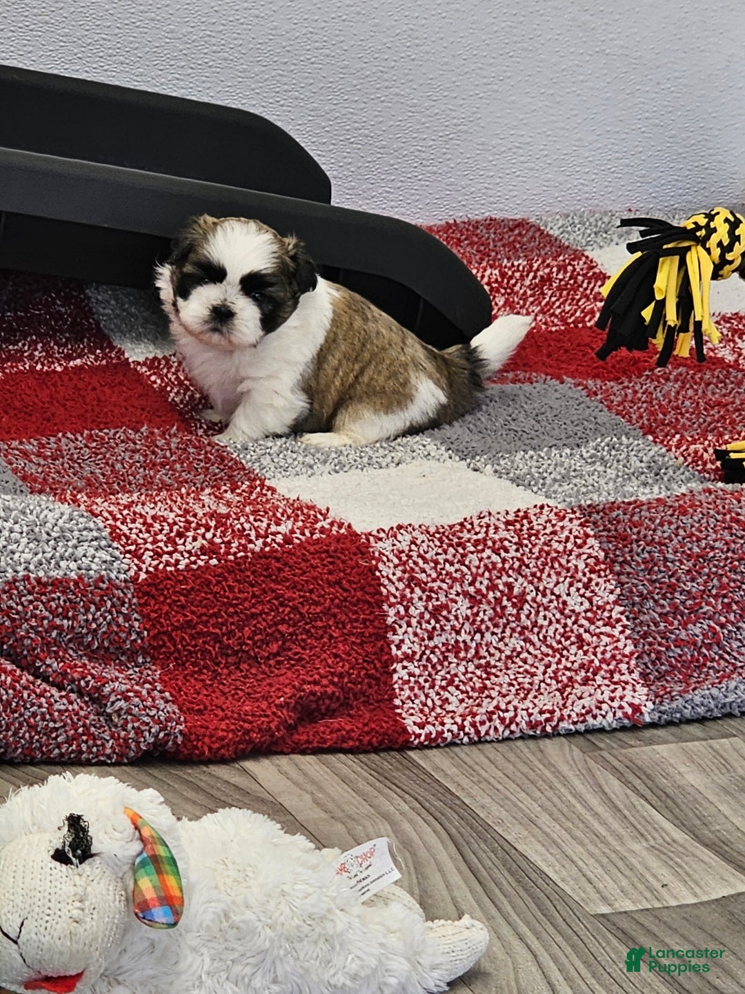 Shih Tzu dogs for sale: Chester Ckc - Ad 14