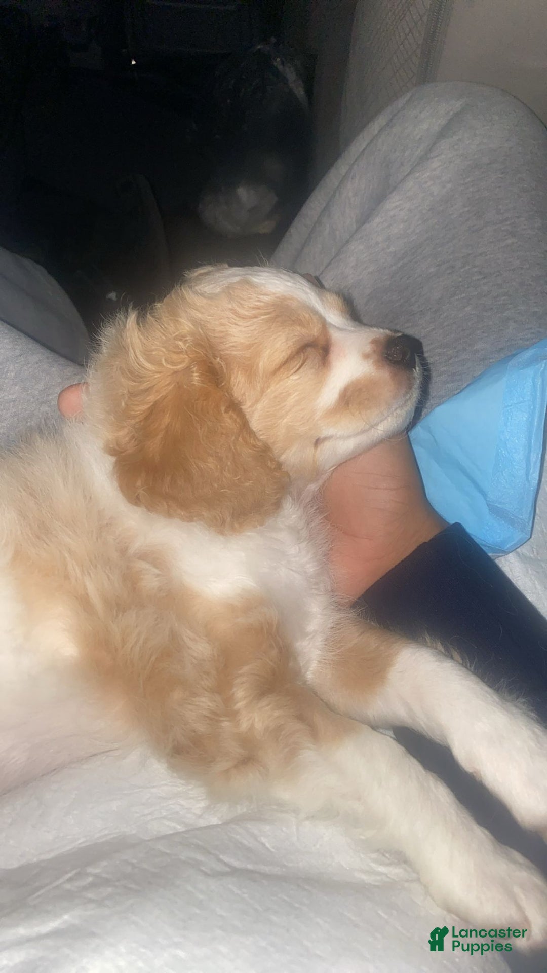 Mixed Breed dogs for sale: Mixed Breed Puppy 1 - Ad 4