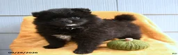 Pomeranian dogs for sale: Buddy - Ad 1