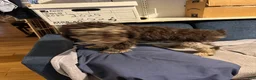 Bernedoodle dogs for sale: Athena - Ad 8