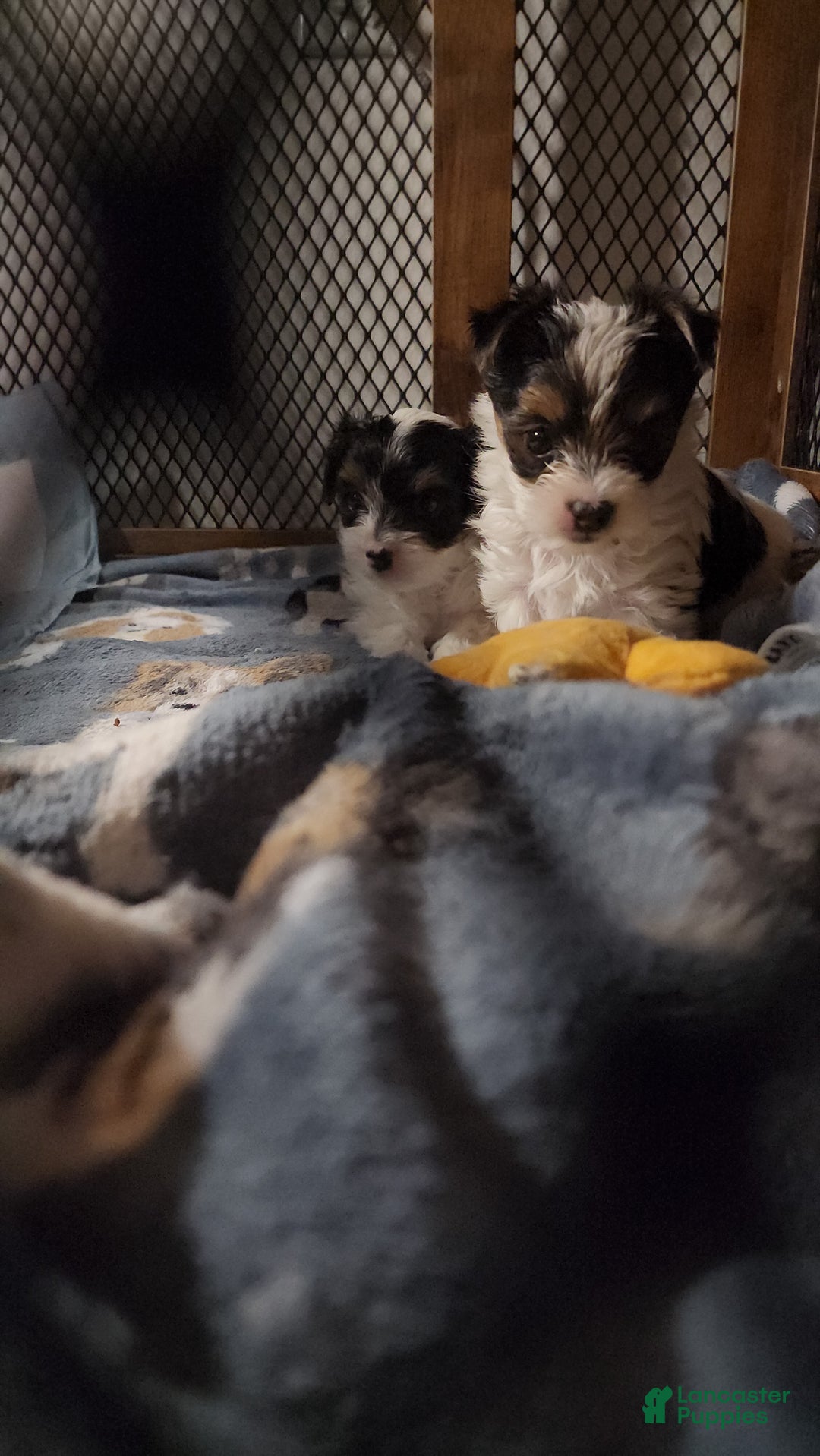 Yorkshire Terrier dogs for sale: Yorkshire Terrier Puppy 2 - Ad 6