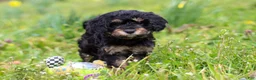 Cavapoo dogs for sale: Cupcake - Ad 7