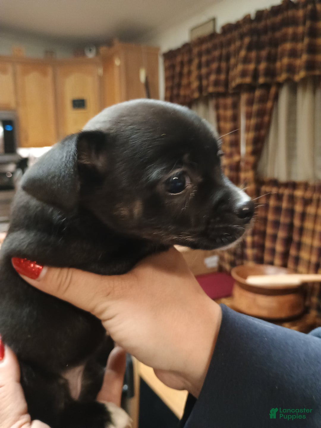 Chihuahua dogs for sale: Sable - Ad 8