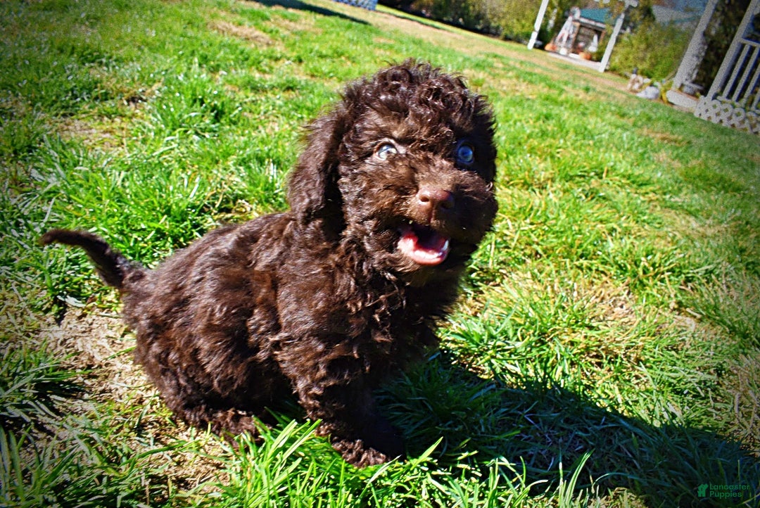 Havapoo dogs for sale: Izzy - Ad 18