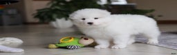 Samoyed dogs for sale: Poppy - Ad 13