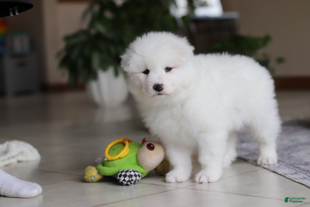 Samoyed dogs for sale: Poppy - Ad 13