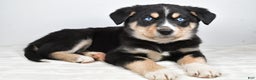 Mixed Breed dogs for sale: Diesel - Ad 7