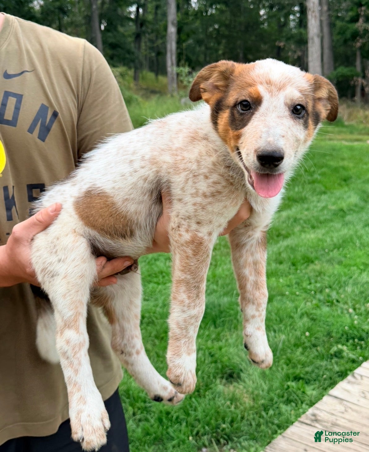 Australian Cattle Dog dogs Duke - Ad 35