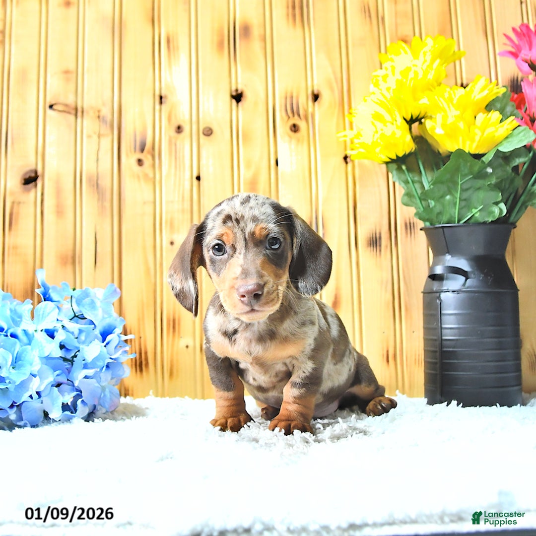 Miniature Dachshund dogs for sale: Sparky - Ad 4