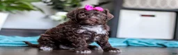 Portuguese Water Dog dogs for sale: Missy - Ad 4