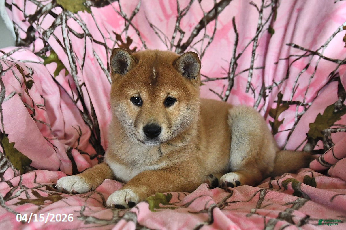 Shiba Inu dogs Riley Jake - Ad 2