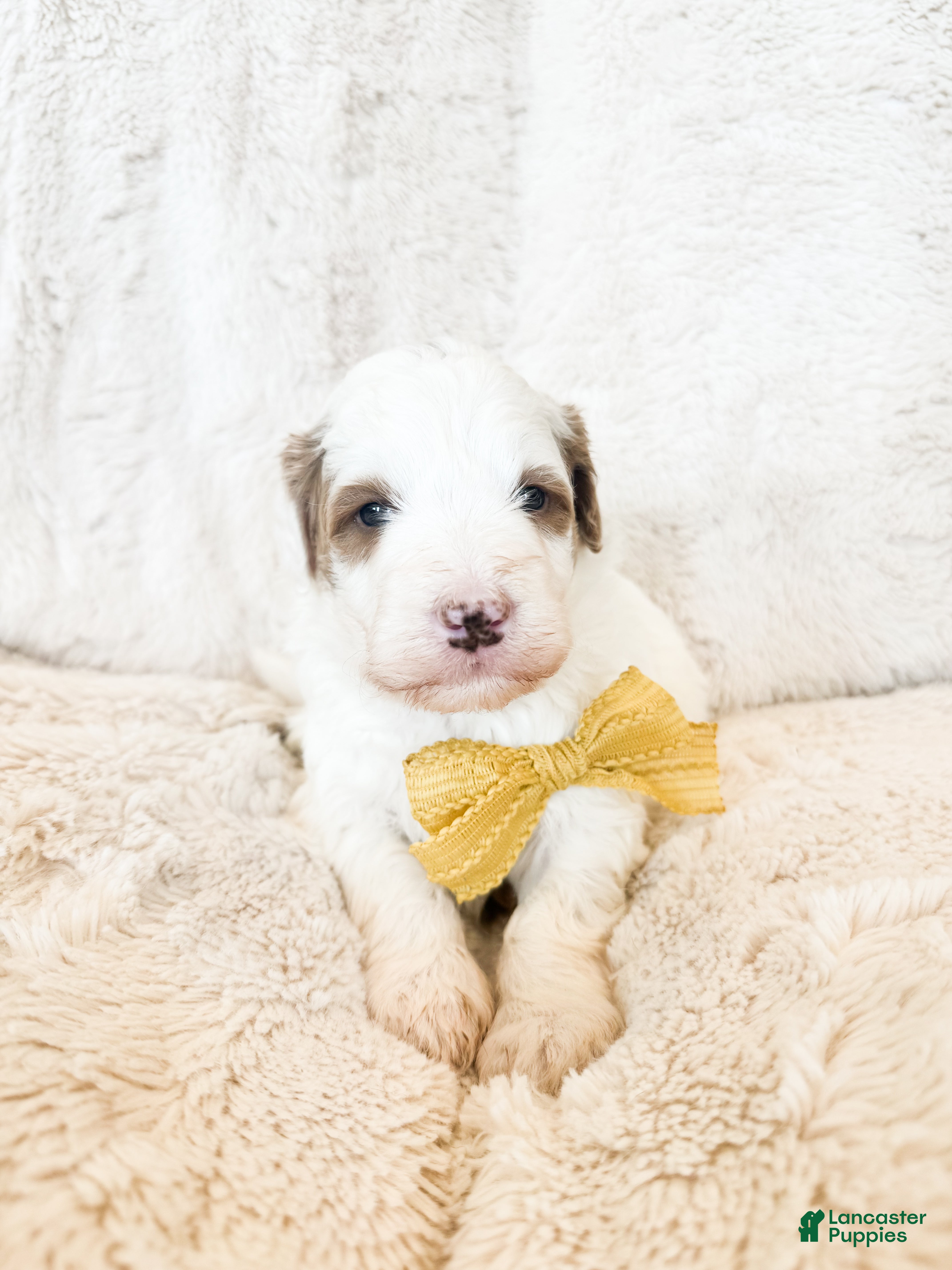 Bernedoodle dogs 'Porky' Yellow Collar Male Medium Bernedoodle - Ad 1