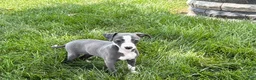 Italian Greyhound dogs for sale: Fiona - Ad 12