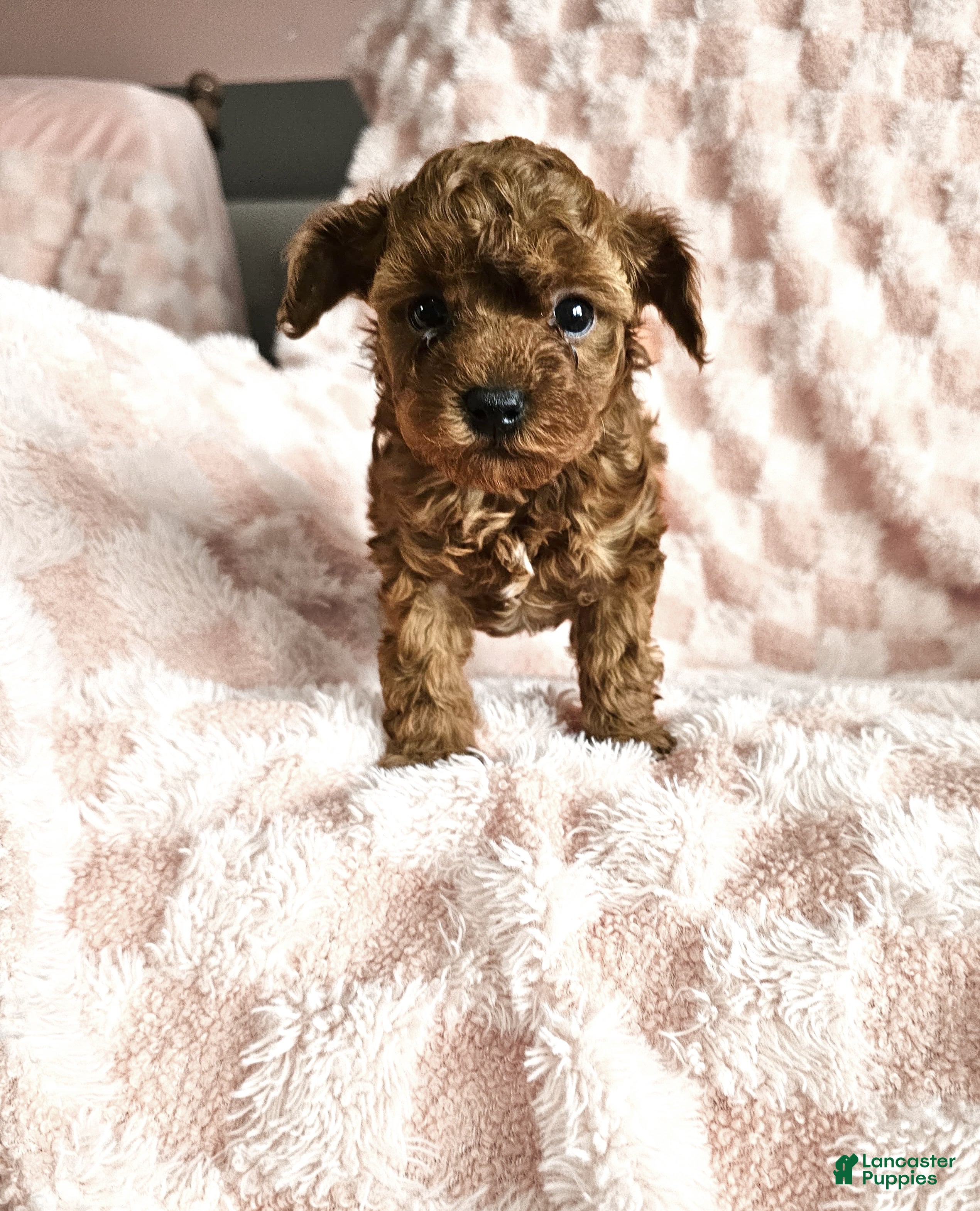 Toy Poodle dogs Charlotte - Ad 2