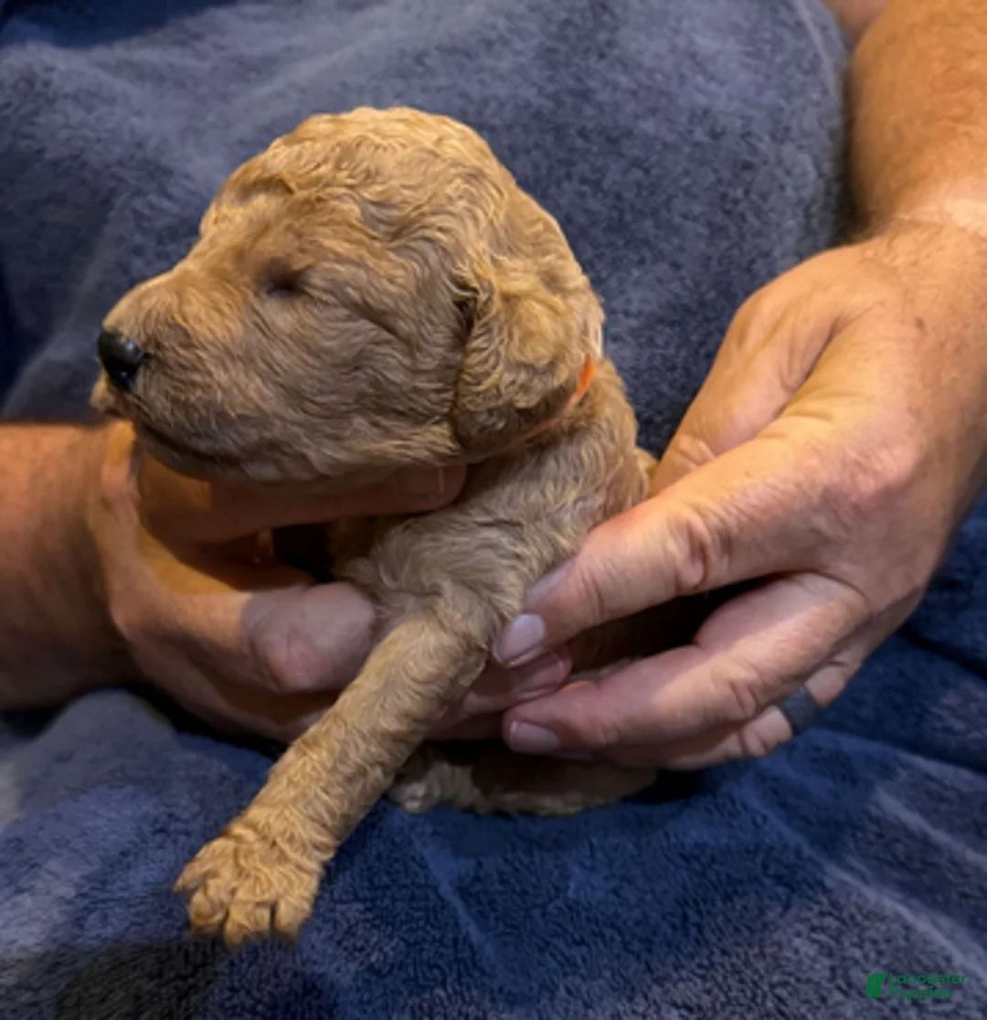 Goldendoodle dogs for sale: W25 Female Orange Collar - Ad 4
