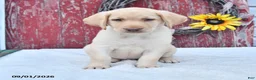Labrador Retriever dogs for sale: Hillary - Ad 4