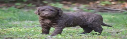 Portuguese Water Dog dogs for sale: Miley - Ad 12