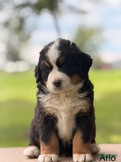 Bernese Mountain Dog dogs Annabel - Ad 40