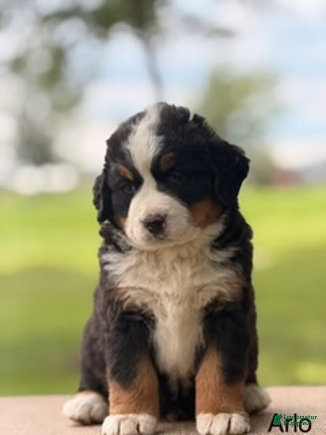 Bernese Mountain Dog dogs for sale: Annabel - Ad 1