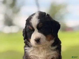 Bernese Mountain Dog dogs Annabel - Ad 40