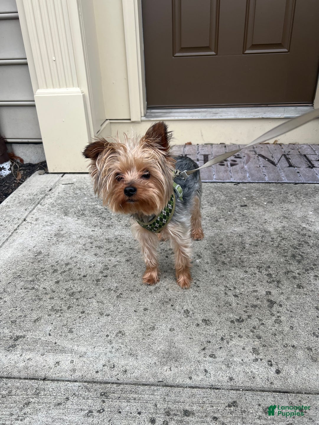Yorkshire Terrier dogs for stud: Yorkie Stud - Ad 2
