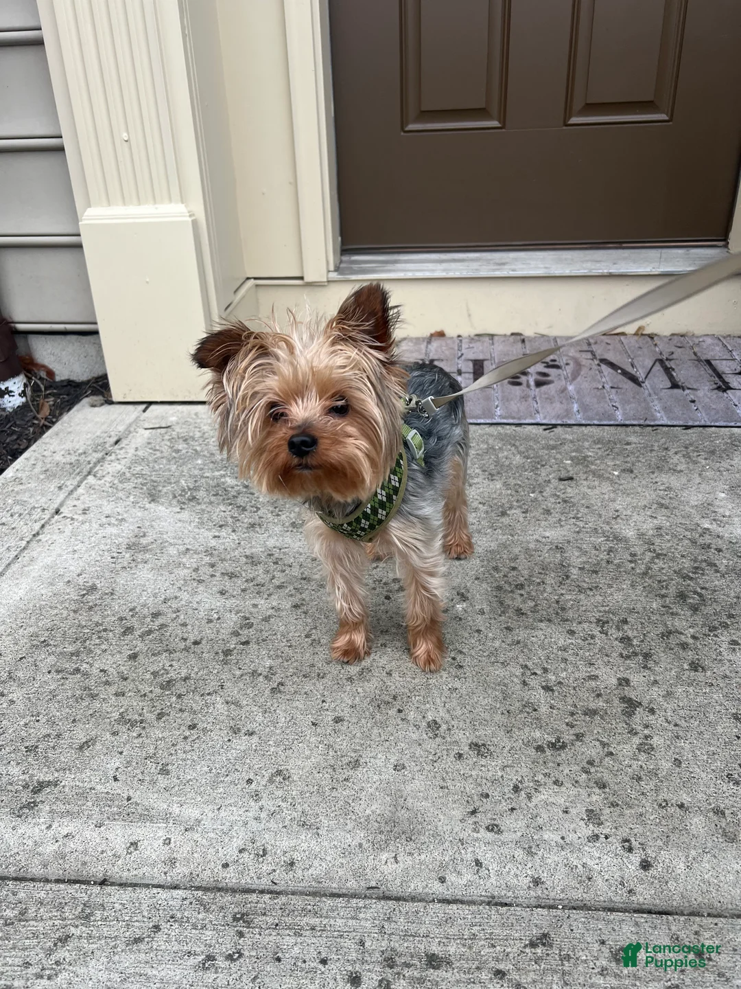 Yorkshire Terrier dogs for stud: Yorkie Stud - Ad 2