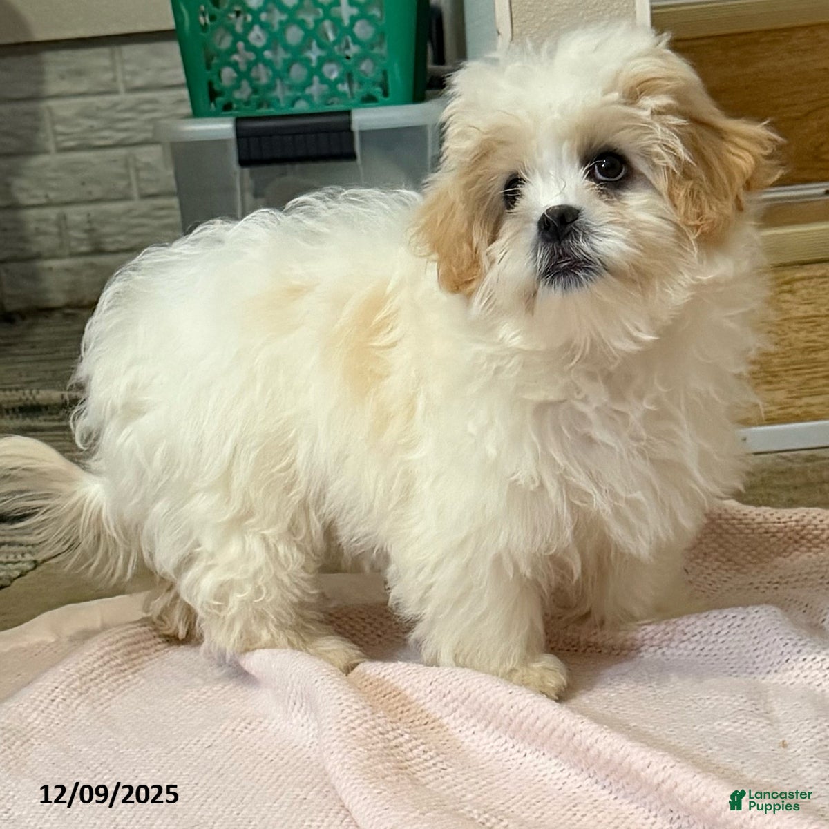 Teddy Bear dogs Cindy - Ad 29