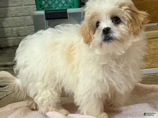 Teddy Bear dogs Cindy - Ad 23