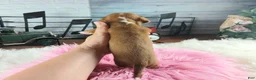 Dachshund dogs for sale: Nationwide delivery. Sugar pies red and white girl - Ad 2