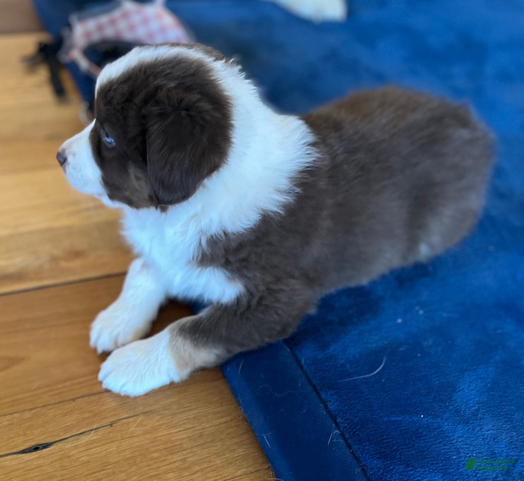 Australian Shepherd dogs for sale: Phobe - Ad 3