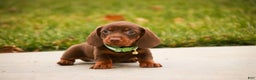 Miniature Dachshund dogs for sale: Andy - Ad 7