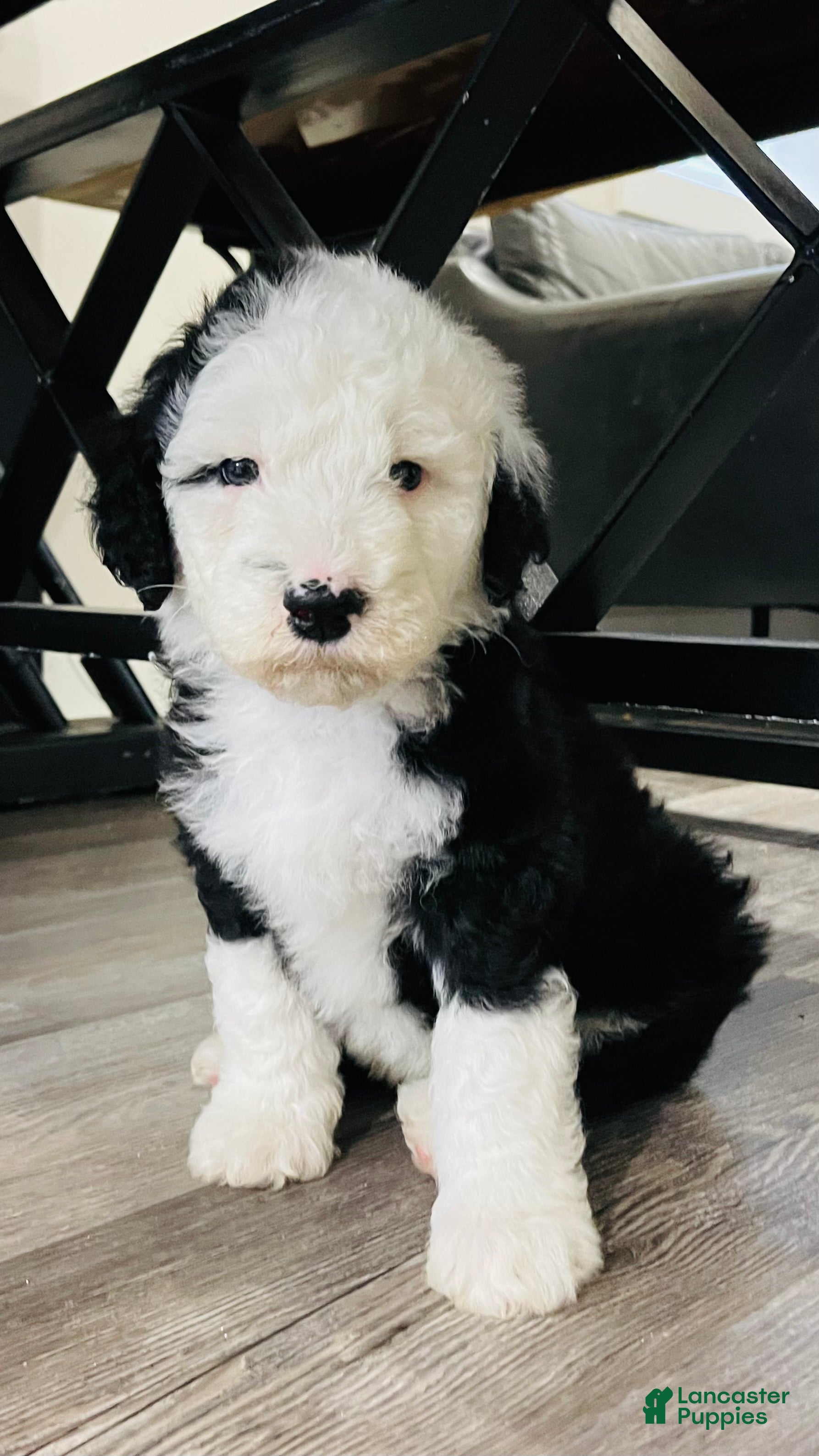 Sheepadoodle dogs Billy  - Ad 25