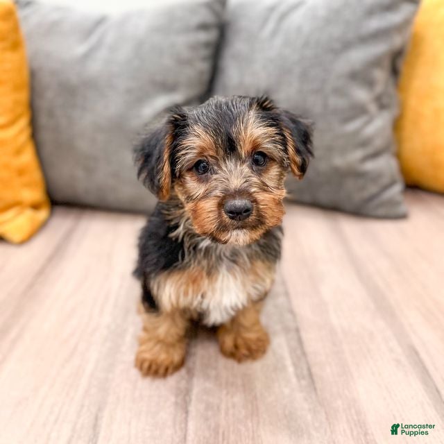 Yorkshire Terrier dogs Ivy - Ad 2
