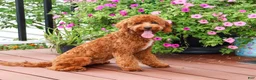 Cavapoo dogs for sale: Matilda - Ad 4