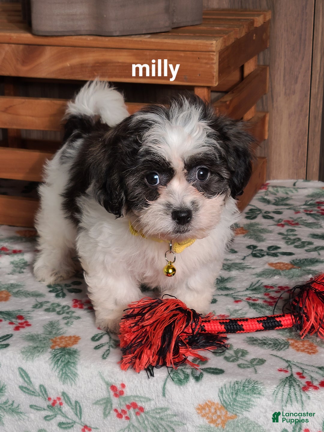 Teddy Bear dogs for sale: Milly - Ad 1