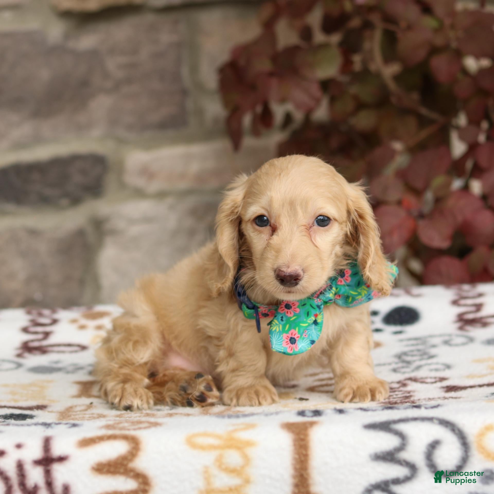 Miniature Dachshund dogs Zola - Ad 2