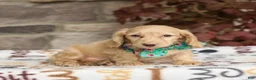 Miniature Dachshund dogs for sale: Zola - Ad 2