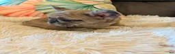 French Bulldog dogs for sale: Sophia - Ad 5
