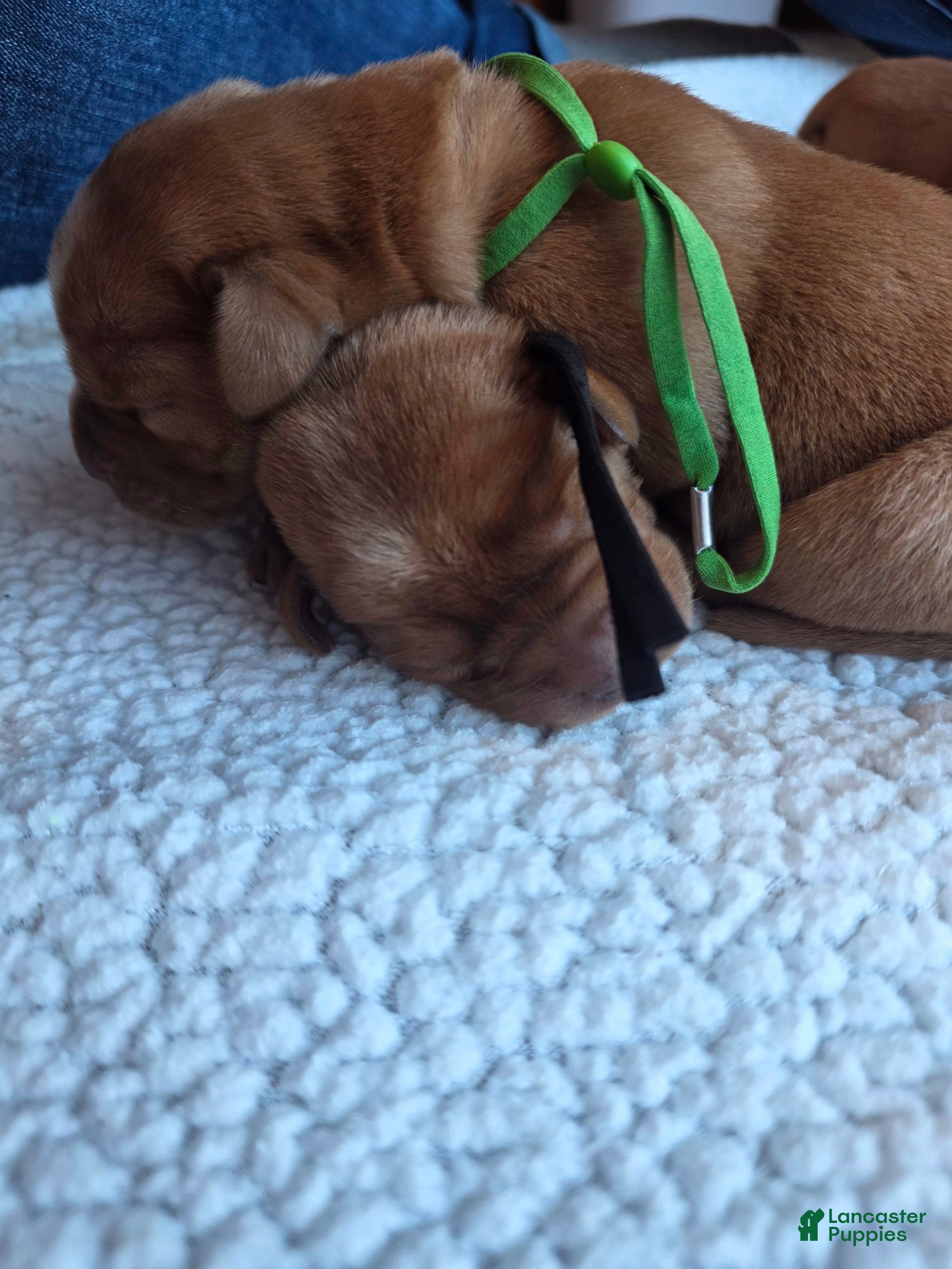 Labrador Retriever dogs Labrador Retriever Puppy 1 - Ad 1