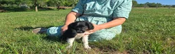 Mixed Breed dogs for sale: Holly - Ad 9